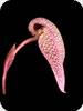 Bulbophyllum arfakianum